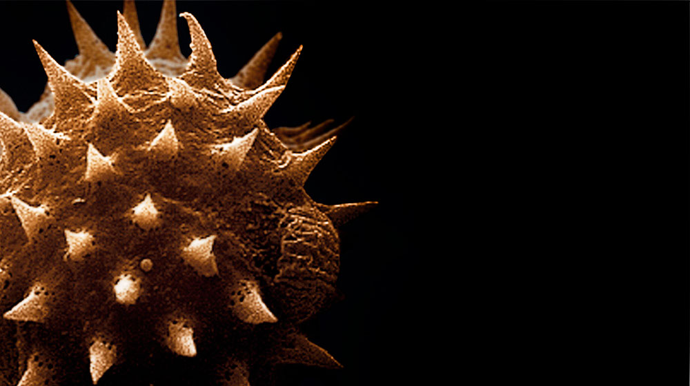 Плесенови спори